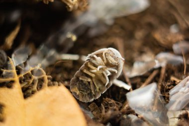 A dead isopod (Cubaris murina) on soil clipart