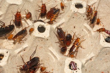 Kırmızı koşan hamamböceği, yakın çekim hamamböcekleri genellikle evcil hayvan yemi olarak kullanılır..