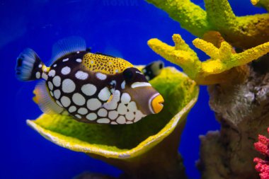 Tuzlu su akvaryumunda renkli mercan resifli palyaço tetik balığı