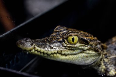 Yavru Timsah 'ın Gözü, Hayvanat Bahçesindeki sergide Bebek Timsah