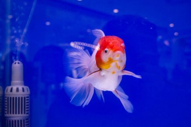 Goldfish in the aquarium, Goldfish swimming in the water with a blue background clipart