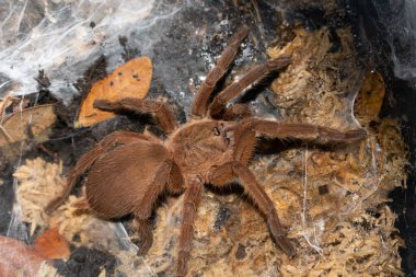 Örümcek ağında kahverengi tarantula, Asyalı fawn tarantula (Chilobrachys huahini)