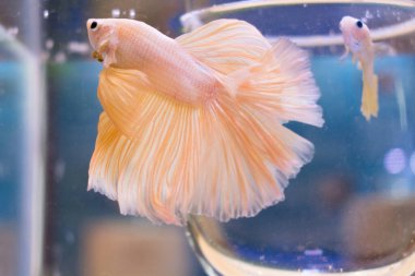 Akvaryum tankında yüzen güzel Orange betta balığı (Siyam dövüş balığı)