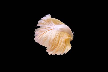 İzole edilmiş siyah arka planda güzel turuncu betta balığı hareketi