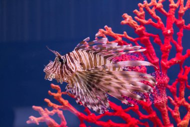 Akvaryumda yüzen Luna aslan balığı (Pterois lunulata), akvaryumdaki kırmızı resifin önünde yüzen Luna aslan balığı.