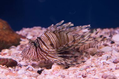 Akvaryumda Luna aslan balığı (Pterois lunulata), akvaryum zemininde yüzen Luna aslan balığı