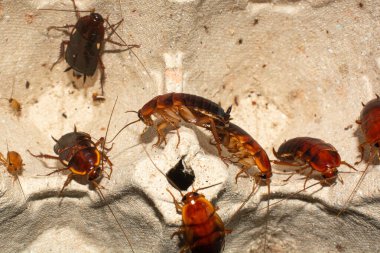 Kırmızı koşan hamamböceği, yakın çekim hamamböcekleri genellikle evcil hayvan yemi olarak kullanılır..