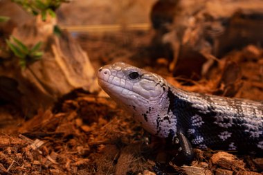 Blue-Tongue Skink Lizard in Terrarium clipart