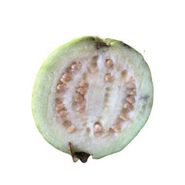 Guava meyvesi izole edilmiş şeffaf arkaplan