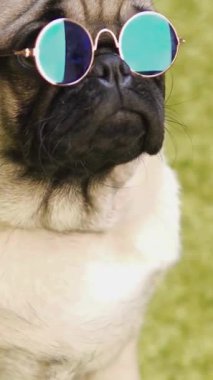 Köpek yavrusu huzurlu, rahatlatıcı sevimli görüntüler.