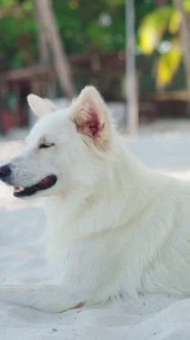Köpek yavrusu huzurlu, rahatlatıcı sevimli görüntüler.