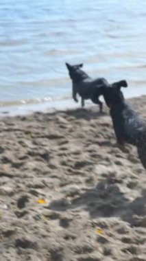 Köpek yavrusu huzurlu, rahatlatıcı sevimli görüntüler.