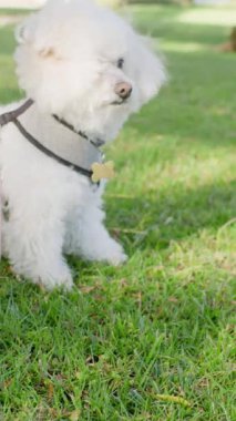 Köpek yavrusu huzurlu, rahatlatıcı sevimli görüntüler.