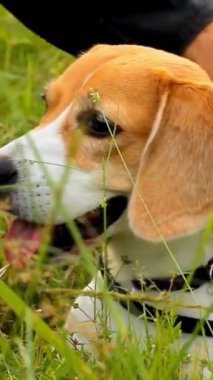 Köpek yavrusu huzurlu, rahatlatıcı sevimli görüntüler.
