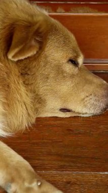 Köpek yavrusu huzurlu, rahatlatıcı sevimli görüntüler.