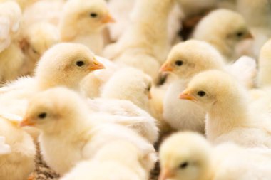 Sevimli küçük horoz gittikçe büyüyor.