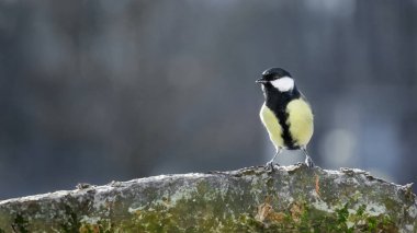 The great tit (Parus major) perches on a branch in nature.