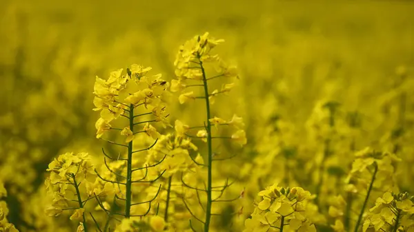 Sarı kolza tohumu tarlası. Baharda sarı kolza tohumu tarlası. Tecavüz alanı yakın plan.