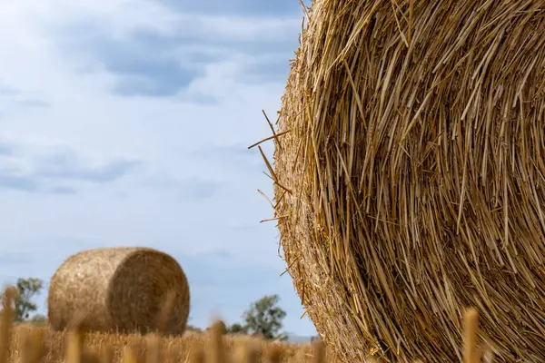 Balya, saman balyaları, Hay Balyaları, Yuvarlak Balyalar