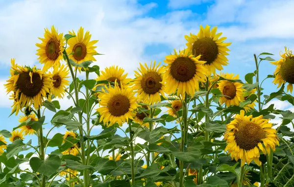 Kırsaldaki ayçiçeği tarlası