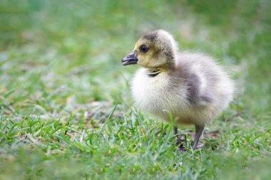 Bebek Kanada Kaz otların arasında.