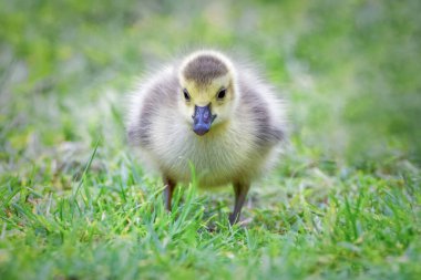 Bebek Kanada Kaz otların arasında