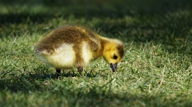Bahar Çayırında Güzel Yavru Kaz            