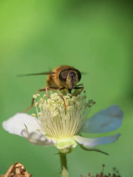 Yazın açan bir sinek.