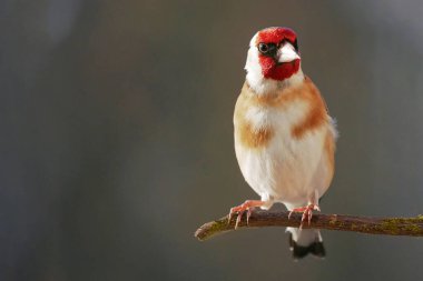 Saka kuşu (Carduelis carduelis) bir dala oturur.