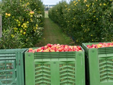 Hasat zamanı: Taze elma dolu kutular. Doğrudan ağaçtan toplanmış organik elmalar.