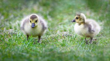 Yeşil çayırda iki küçük şirin kaz yavrusu.
