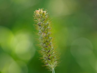 Kırmızı kıllı darı makro çekimi (Setaria pumila)