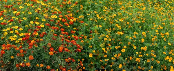 Parlak sarı ve kırmızı çiçekli tarla.