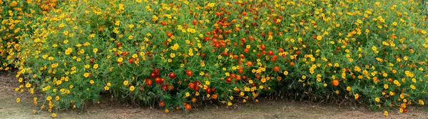 Parlak sarı ve kırmızı çiçekli tarla.