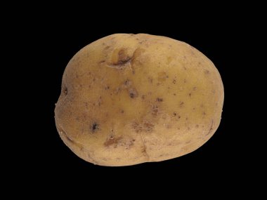 Mutfak kavramları için siyah arka planda taze patates.