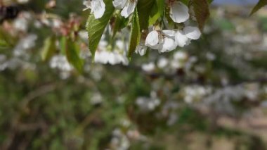 Spring Slow Motion Nature Video 'da Kiraz Çiçekleri