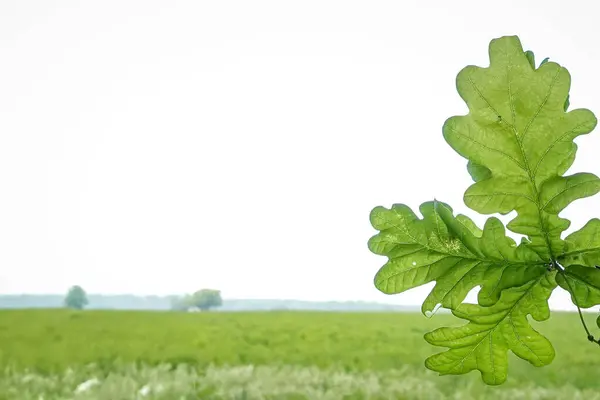 Parlak Yeşil Meşe Yaprakları Açık Bahar Çayırı Arkaplanına Karşı