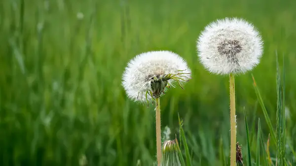 Güneşli bir günde yeşil bir çayırda iki beyaz karahindiba çiçeği.