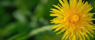 Bir karahindibanın canlı sarı yapraklarını bulanık yeşil bir arka planla işaretleyen yakın plan bir resim..