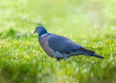 Gün boyunca canlı yeşil çimlerin üzerinde bir güvercin besleniyor. Kuşun tüyleri yumuşaktır ve farklı bir boyun deseni vardır. Bu da kentsel yaşam alanını gösterir..