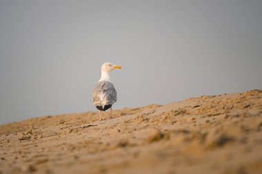 Geniş bir kumlu plajın tepesinde duran tek bir martı sakin bir sabahta doğal ortamda yalnızlığı ve huzuru sembolize eder. Yumuşak bir ışık, huzurlu atmosfere yeni bir hava katar..