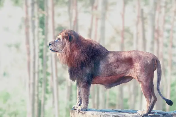 Görkemli bir aslan, sakin bir ormanla çevrili bir kayanın üzerinde gururla durur. Vahşi yaşamın güzelliğini ve gücünü gösteren bu görüntü, bir güç ve dinginlik hissi uyandırıyor..