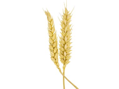 Altın buğday sapları gururla yükselir, tahılları gün ışığında parlar. Bunlar, yaz sonlarında bir çiftlikte büyümeyi ve üretkenliği ön plana çıkaran sıkı çalışmayı ve yaklaşan hasadı temsil ediyor..