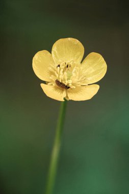 Canlı sarı bir kır çiçeği yemyeşil bir tarlada, güneşli bir günde arıları cezbederek dimdik ayakta duruyor. Narin yapraklar, doğal arka planda parıldıyor, bahar güzelliğini gözler önüne seriyor..