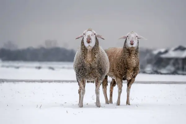 İki tüylü koyun, üzerinde gri bir gökyüzü olan karlı bir tarlada konumlandırıldılar. Kış manzarası sakin ve durgun, soğuk mevsimin güzelliklerini yakalıyor..