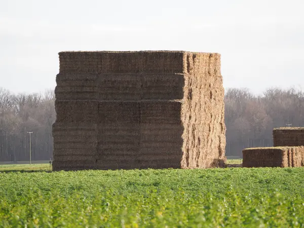 Saman balyalarından oluşan uzun bir yapı açık mavi gökyüzünün altındaki yeşil bir alanda belirgin bir şekilde duruyor. Çevreleyen ekinler parlak güneş ışığında gelişiyor, kırsal yaşamı gözler önüne seriyor..