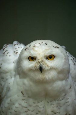 Karlı bir baykuş, beyaz tüylerini ve parlak sarı gözlerini, yumuşak ışıklı bir boşlukta sergiliyor. Tüylerinin ayrıntıları etrafındaki gölgelerle tezat oluşturuyor..