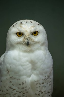Karlı bir baykuş, tüylü beyaz tüyleri ve canlı sarı gözleri ile sakince tünemektedir. Hayvanın yoğun bakışları büyüleyici, çevredeki görkemli varlığını vurguluyor..