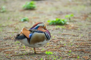 Çimenli zeminde tek ayak üzerinde duran bir mandalina ördeği görülüyor. Canlı tüyleri, sakin bir açık hava ortamında renk karışımı sergiliyor. Sahne doğanın güzelliğini yakalar..