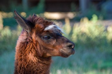 Genç bir lama dışarıda sakin bir anın tadını çıkarır, güneş ışığı canlı kürkünü ve nazik özelliklerini aydınlatır. Meraklı bakışları, doğanın sükunetini yansıtıyor..